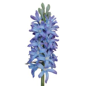 41.5cm Hyacinth Blue