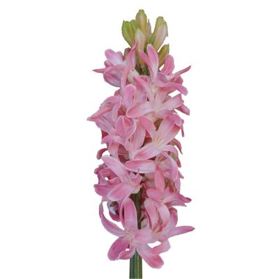 41.5cm Hyacinth Pink