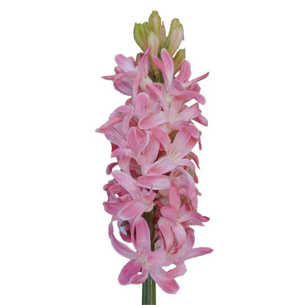 41.5cm Hyacinth Pink