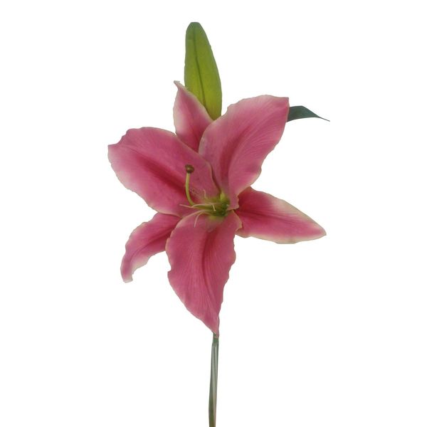 Mauve Casablanca Lily