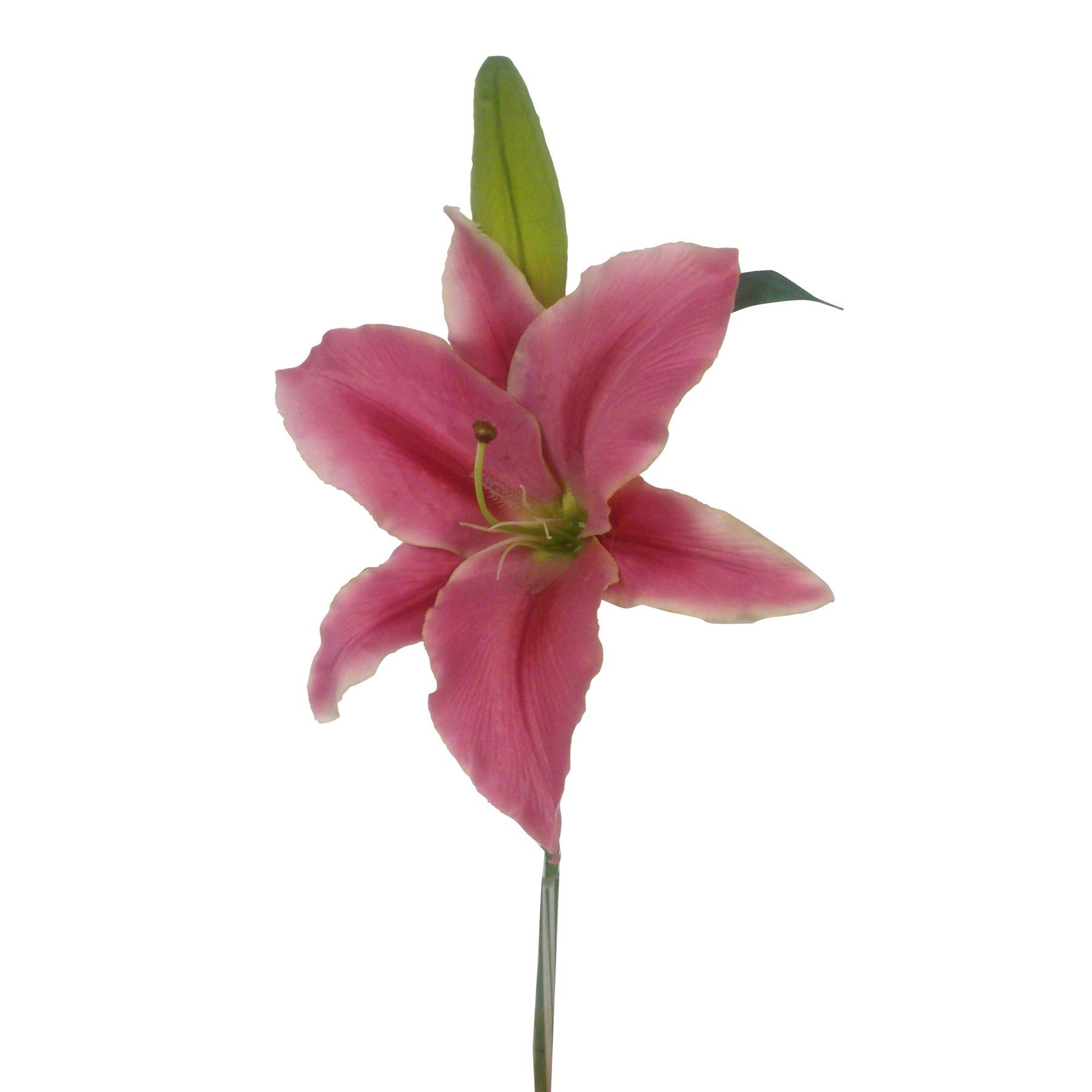 Mauve Casablanca Lily