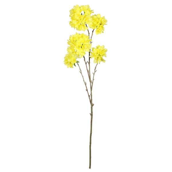 Tabebuia Trumpet Tree - 115cm