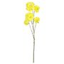 Tabebuia Trumpet Tree - 115cm