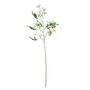 Blossom Spray Cream - 148cm