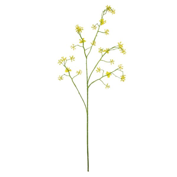 Cornus Mas Tree Flower Yellow - 75cm