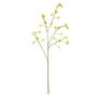 Cornus Mas Tree Flower Yellow - 75cm