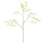 Cornus Mas Tree Flower - 123cm