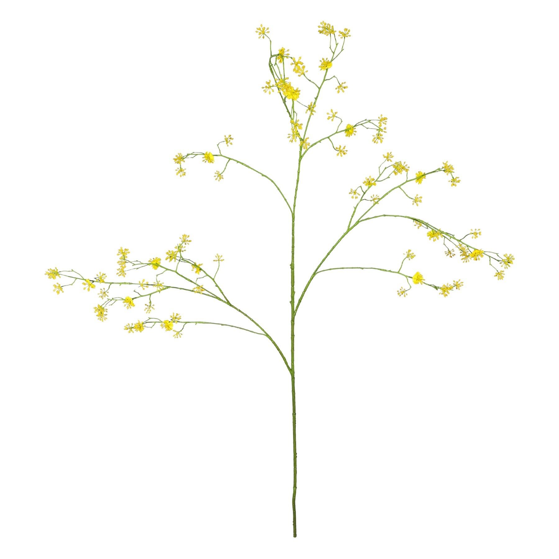 Cornus Mas Tree Flower - 123cm