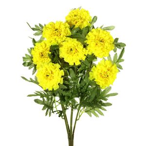 Marigold Bush Yellow