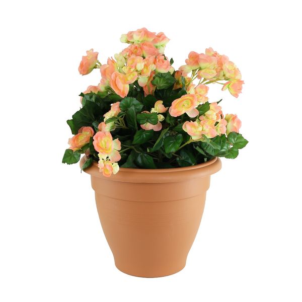 Begonia Tub - Peach 