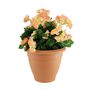 Begonia Tub - Peach 