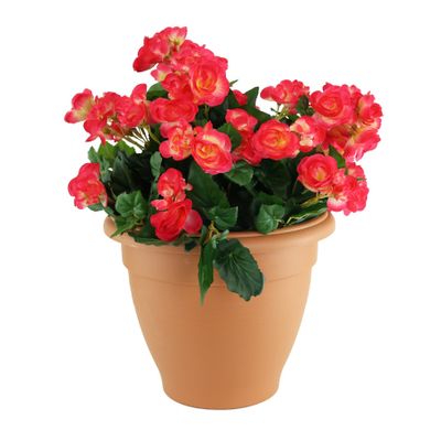 Begonia Tub - Beauty 