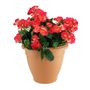 Begonia Tub - Beauty 