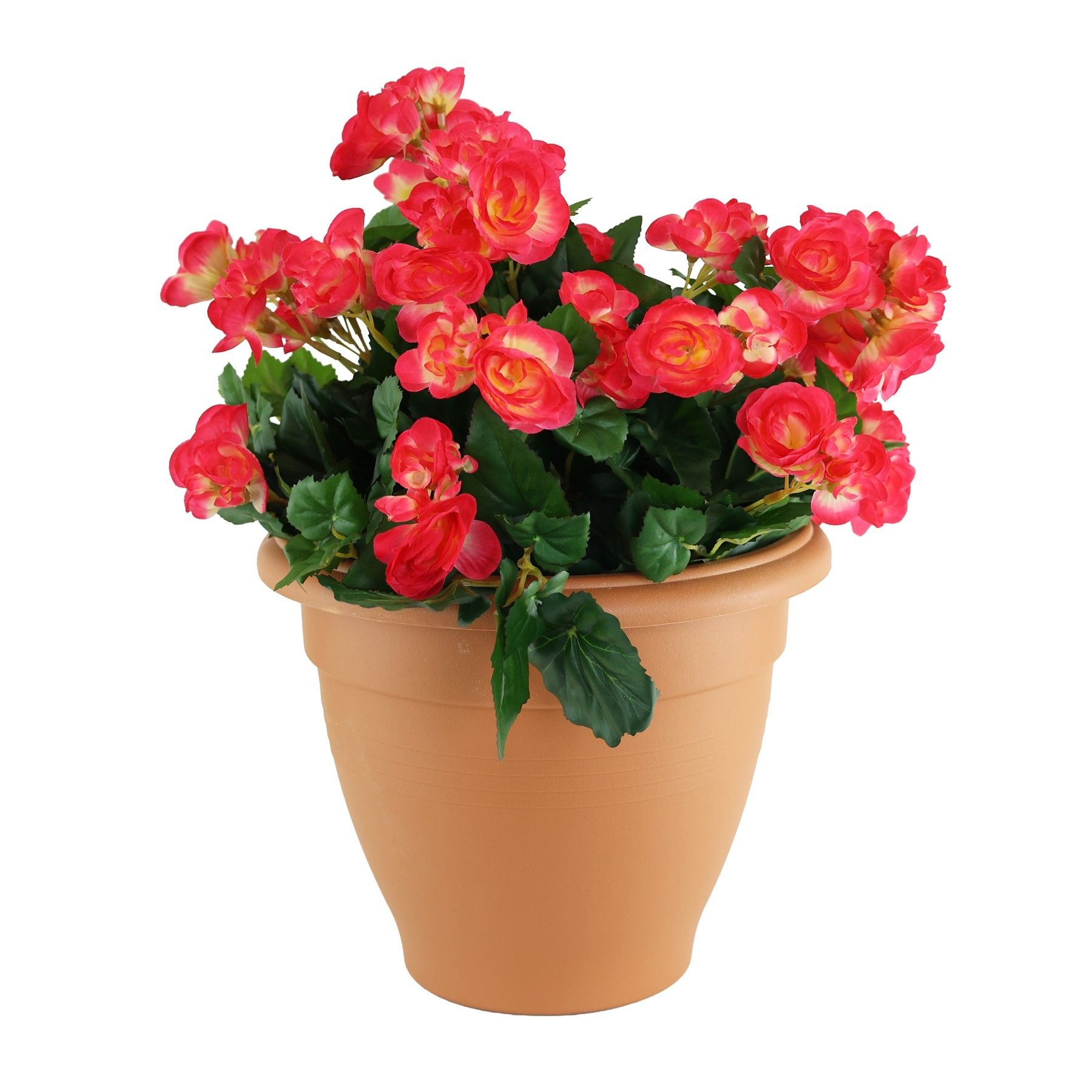 Begonia Tub - Beauty 