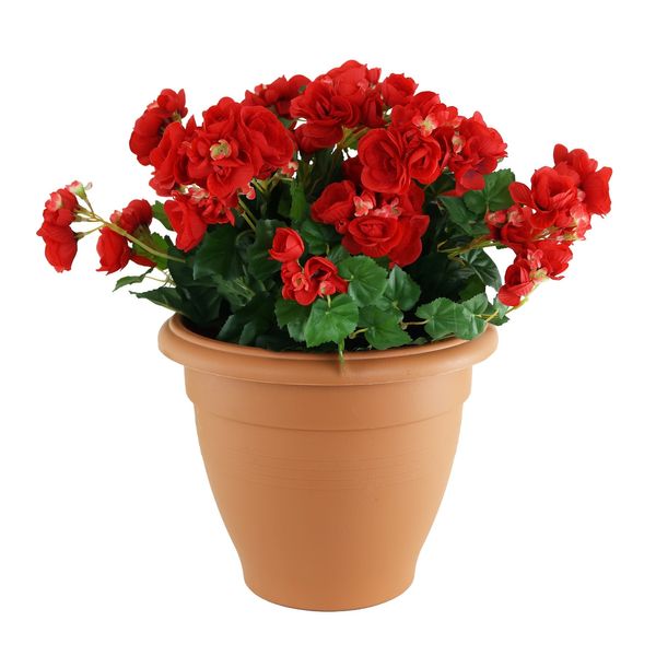 Begonia Tub - Red
