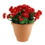Begonia Tub - Red