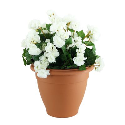 Begonia Tub - White