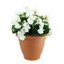 Begonia Tub - White