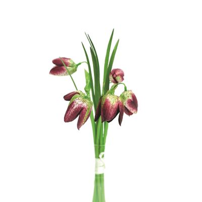 Fritillaria Bndl Burgundy 20Cm