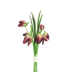 Fritillaria Bndl Burgundy 20Cm