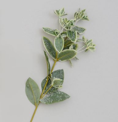 68cm Frosted Leaf Spray