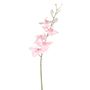 Dawn Orchid Pink 92Cm