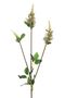Physostegia Spray Cream 63Cm