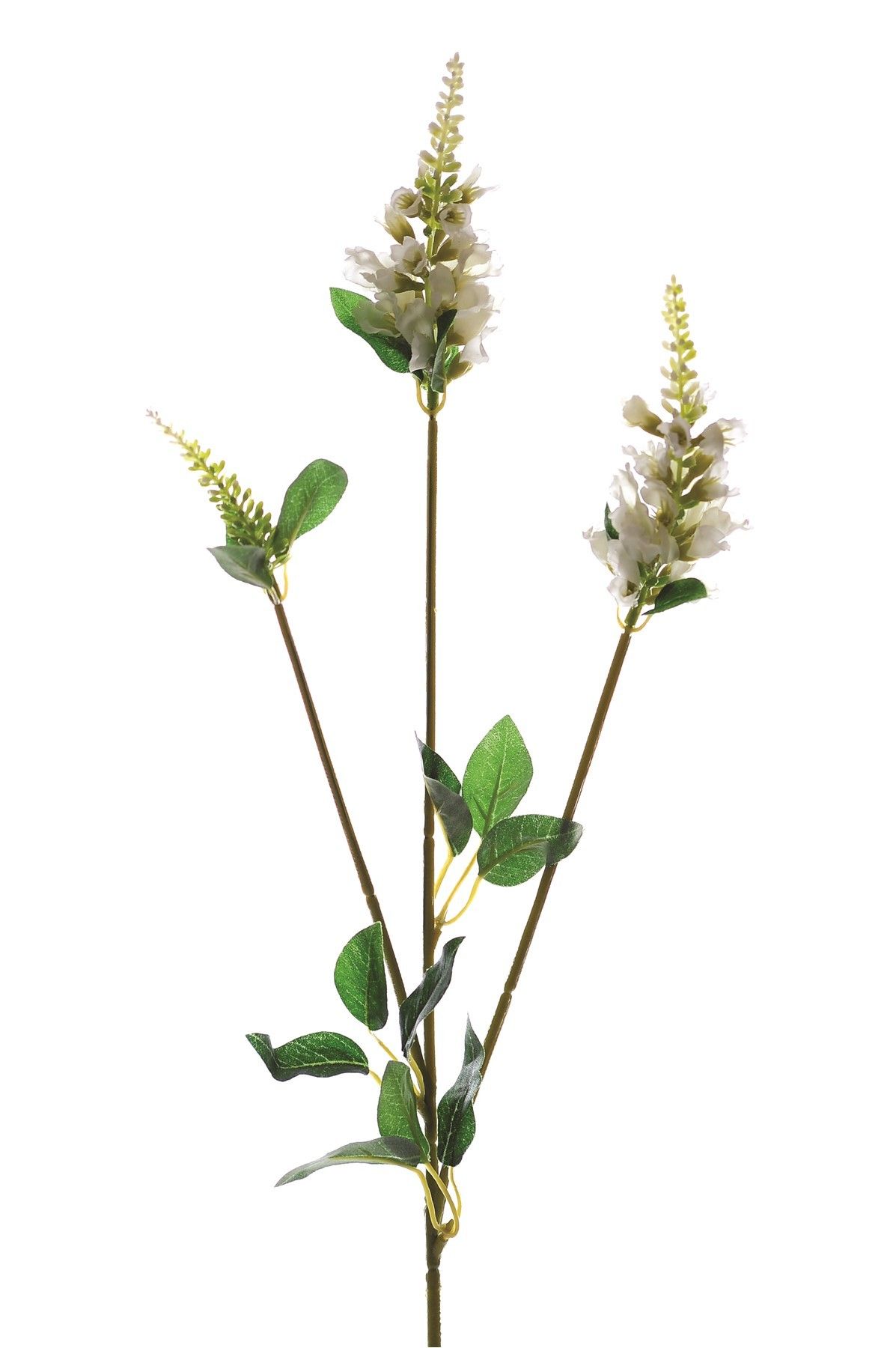 Physostegia Spray Cream 63Cm