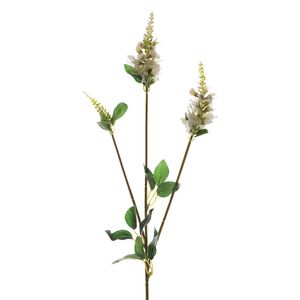 Physostegia Spray Cream 63Cm