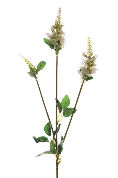 Physostegia Spray Cream 63Cm