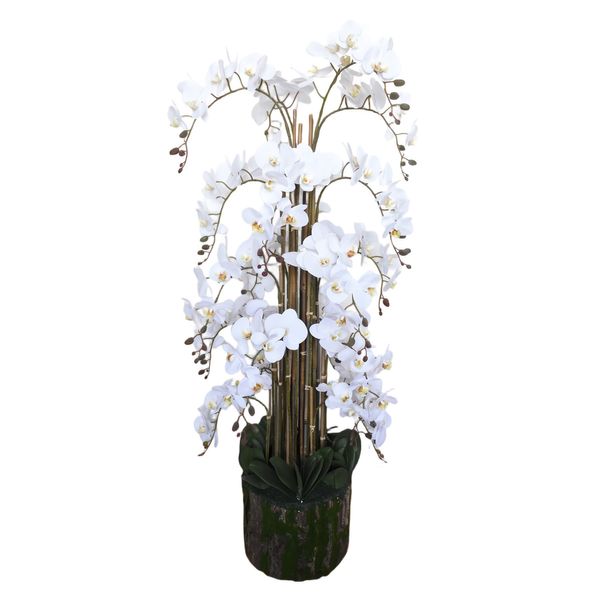 Orchid White H150cmxD33cm