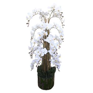 Orchid White H150cmxD33cm