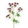 Meadow Astrantia Pink 66Cm