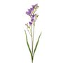 Freesia Spry Purp 2 Heads 69Cm