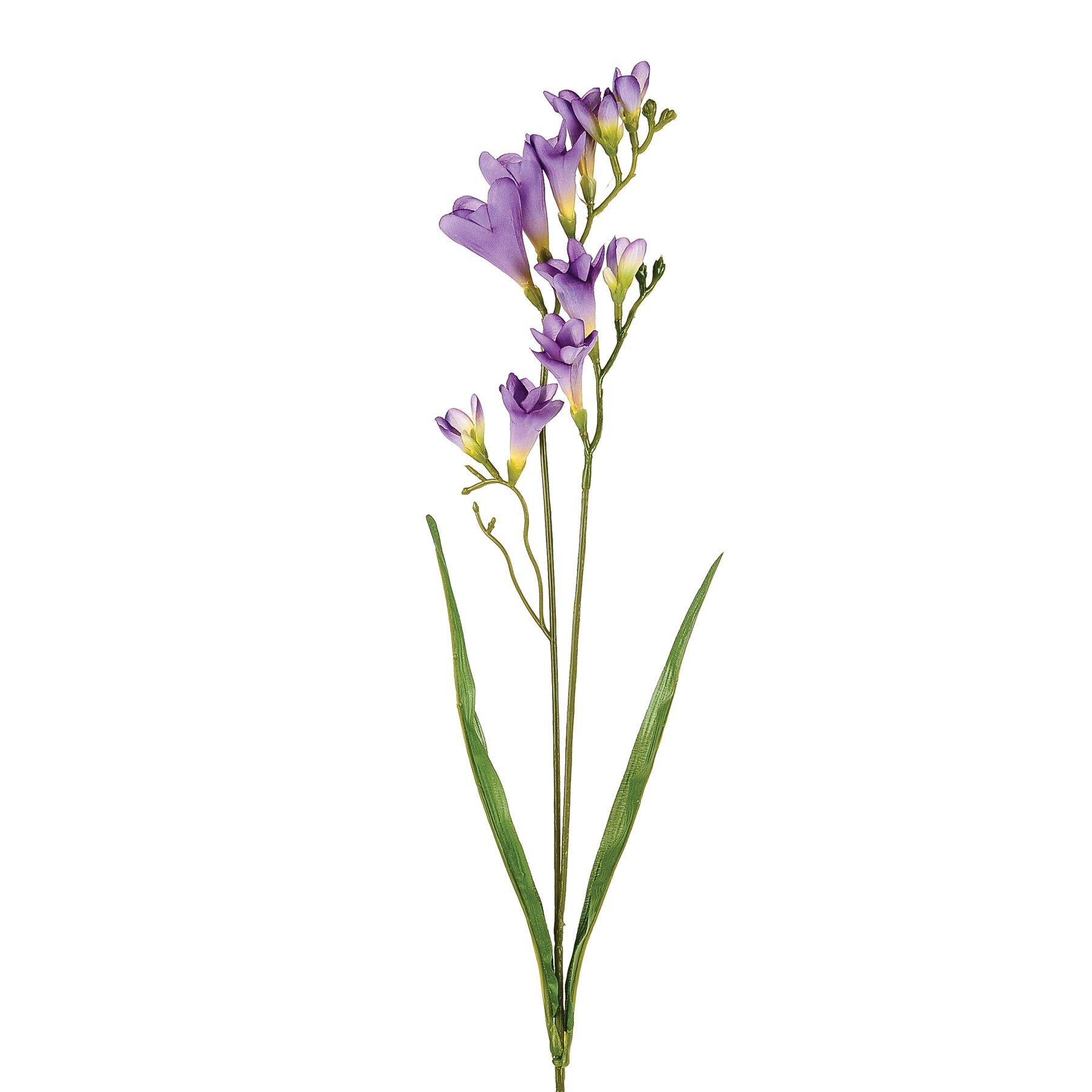 Freesia Spry Purp 2 Heads 69Cm