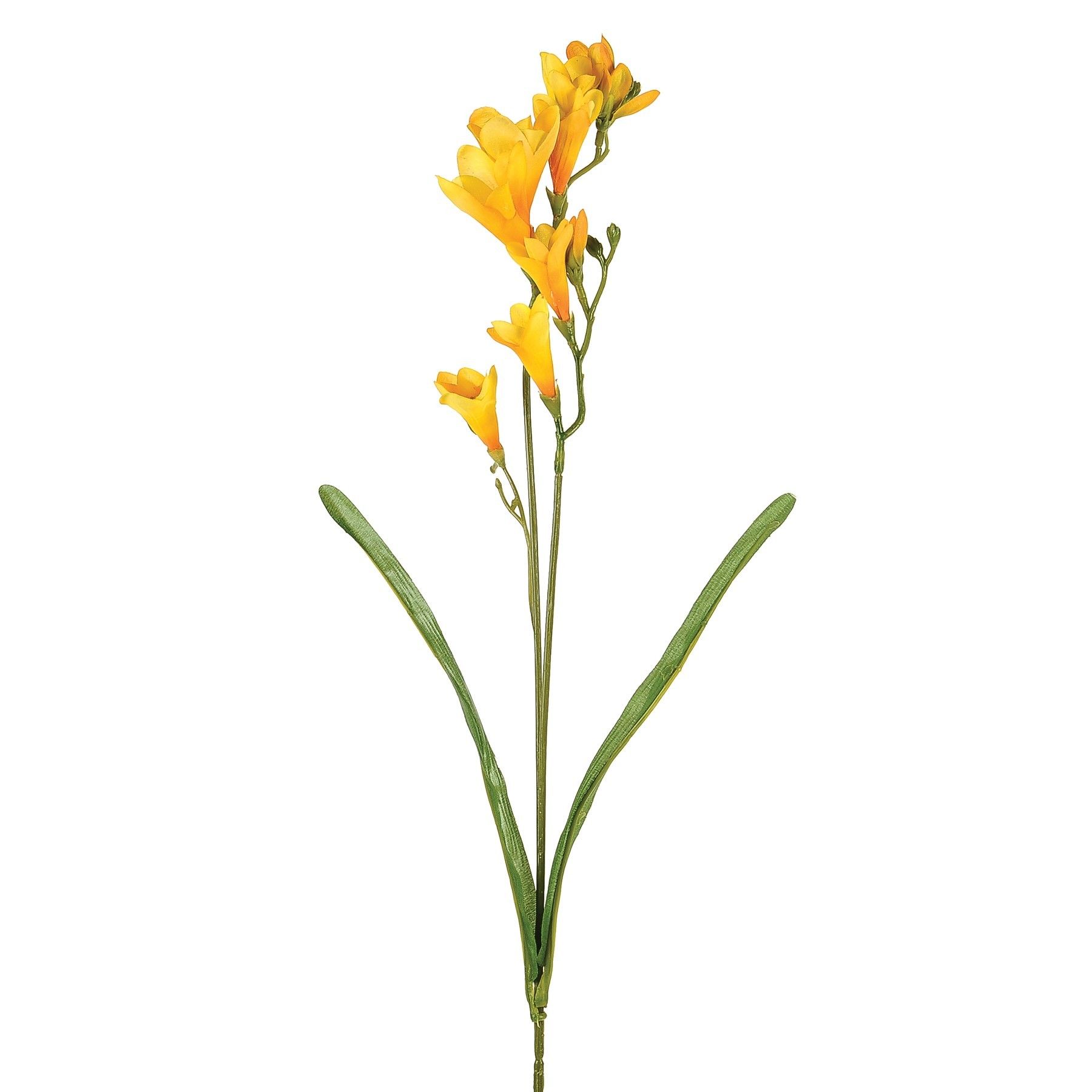 Freesia Spry Yell 2 Heads 69Cm