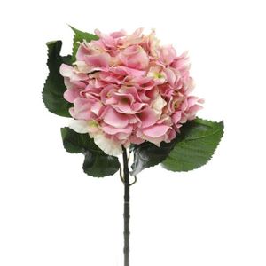 Hydrangea Extra Lge Pink