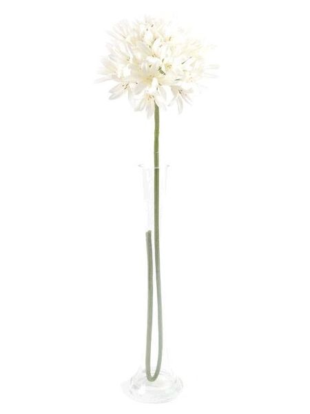 Agapanthus Cream 87Cm