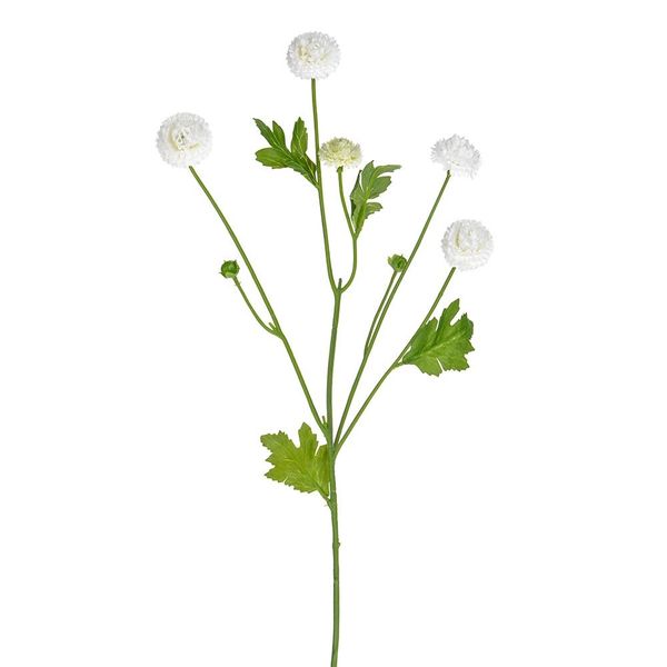 Aster Spray Cream 64Cm