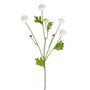 Aster Spray Cream 64Cm