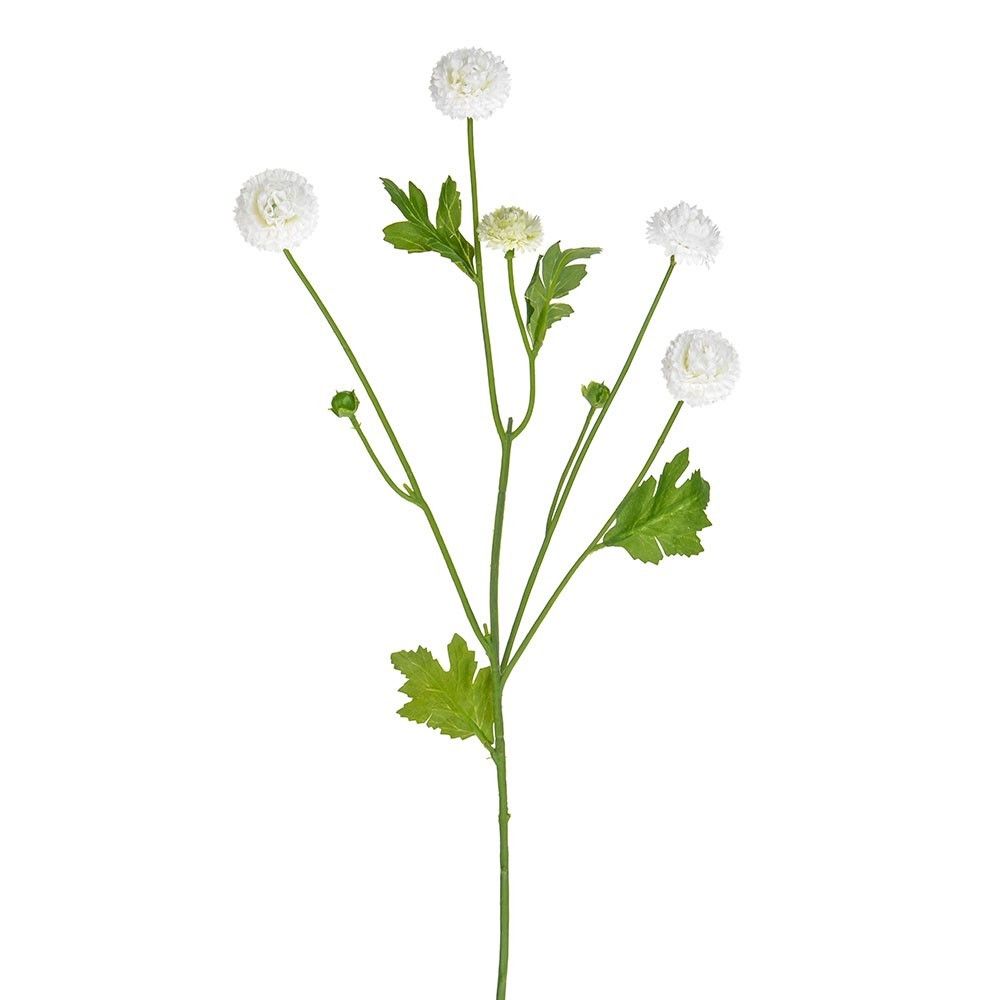 Aster Spray Cream 64Cm