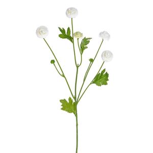 Aster Spray Cream 64Cm