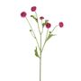 Aster Spray Pink 64Cm