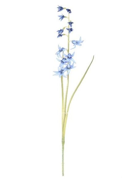 Bluebell 38Cm
