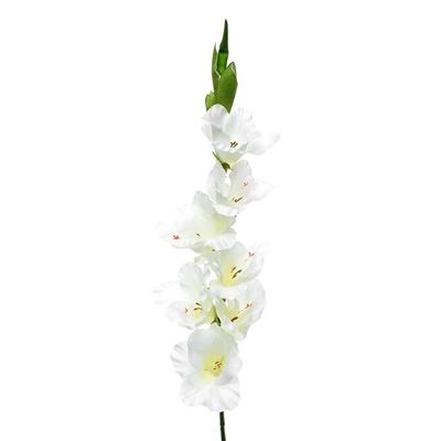 Gladiola Ivory Cream