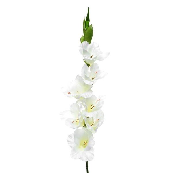 Gladiola Ivory Cream