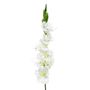 Gladiola Ivory Cream