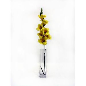 Gladiola Yellow
