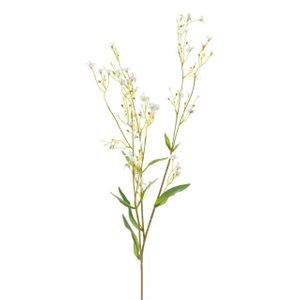 Gypsophila White