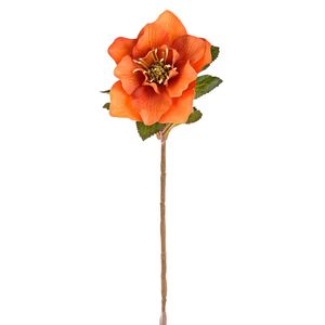 Hellebore Stem Orange 49Cm